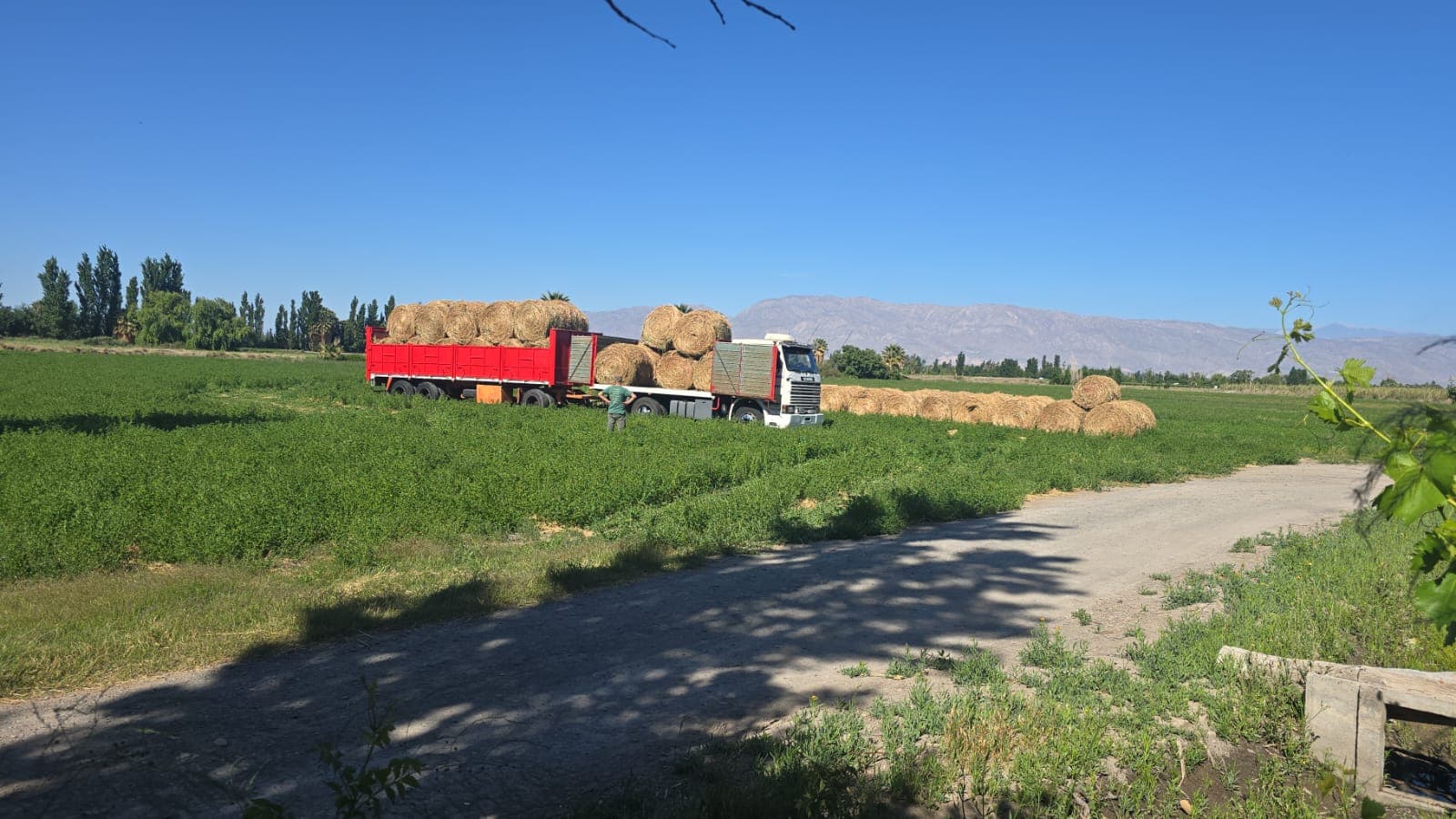 Campo de alfalfa en Médano de Oro